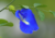 semente de flor de fada azul, semente de flor azul, semente de clitória azul, sementes de flor de fada azul, sementes de flor azul, sementes de clitória azul, semente de flor exótica, semente de flor diferente, sementes