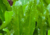 semente de coentro de folha larga, sementes de coentro da índia, sementes de coentro do mato, sementes de coentro bravo, comprar sementes de coentro bravo, comprar sementes de coentro de folha larga, comprar sementes de coentro da índia, comprar sementes 