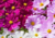sementes de cosmos cor de rosa, semente de cosmos sensação, sementes de cosmos sensação, semente de cosmos vinho, semente de cosmos branco, semente de cosmos sortidos, semente de cosmea sensação, comprar sementes de cosmos, comprar sementes de cosmea