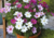 sementes de cosmos cor de rosa, semente de cosmos sensação, sementes de cosmos sensação, semente de cosmos vinho, semente de cosmos branco, semente de cosmos sortidos, semente de cosmea sensação, comprar sementes de cosmos, comprar sementes de cosmea