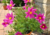 sementes de cosmos cor de rosa, semente de cosmos sensação, sementes de cosmos sensação, semente de cosmos vinho, semente de cosmos branco, semente de cosmos sortidos, semente de cosmea sensação, comprar sementes de cosmos, comprar sementes de cosmea