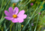 sementes de cosmos cor de rosa, semente de cosmos sensação, sementes de cosmos sensação, semente de cosmos vinho, semente de cosmos branco, semente de cosmos sortidos, semente de cosmea sensação, comprar sementes de cosmos, comprar sementes de cosmea