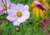 sementes de cosmos cor de rosa, semente de cosmos sensação, sementes de cosmos sensação, semente de cosmos vinho, semente de cosmos branco, semente de cosmos sortidos, semente de cosmea sensação, comprar sementes de cosmos, comprar sementes de cosmea