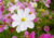 sementes de cosmos cor de rosa, semente de cosmos sensação, sementes de cosmos sensação, semente de cosmos vinho, semente de cosmos branco, semente de cosmos sortidos, semente de cosmea sensação, comprar sementes de cosmos, comprar sementes de cosmea