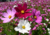 sementes de cosmos cor de rosa, semente de cosmos sensação, sementes de cosmos sensação, semente de cosmos vinho, semente de cosmos branco, semente de cosmos sortidos, semente de cosmea sensação, comprar sementes de cosmos, comprar sementes de cosmea