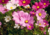 sementes de cosmos cor de rosa, semente de cosmos sensação, sementes de cosmos sensação, semente de cosmos vinho, semente de cosmos branco, semente de cosmos sortidos, semente de cosmea sensação, comprar sementes de cosmos, comprar sementes de cosmea