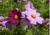 sementes de cosmos cor de rosa, semente de cosmos sensação, sementes de cosmos sensação, semente de cosmos vinho, semente de cosmos branco, semente de cosmos sortidos, semente de cosmea sensação, comprar sementes de cosmos, comprar sementes de cosmea