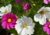 sementes de cosmos cor de rosa, semente de cosmos sensação, sementes de cosmos sensação, semente de cosmos vinho, semente de cosmos branco, semente de cosmos sortidos, semente de cosmea sensação, comprar sementes de cosmos, comprar sementes de cosmea