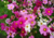 sementes de cosmos cor de rosa, semente de cosmos sensação, sementes de cosmos sensação, semente de cosmos vinho, semente de cosmos branco, semente de cosmos sortidos, semente de cosmea sensação, comprar sementes de cosmos, comprar sementes de cosmea