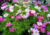 sementes de cosmos cor de rosa, semente de cosmos sensação, sementes de cosmos sensação, semente de cosmos vinho, semente de cosmos branco, semente de cosmos sortidos, semente de cosmea sensação, comprar sementes de cosmos, comprar sementes de cosmea