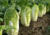 semente de couve-chinesa pe-tsai, semente de couve chinesa, semente de pe-tsai, sementes de couve-chinesa, sementes de couve chinesa, comprar sementes de verduras, sementes de hortaliças, sementes para horta
