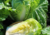 semente de couve-chinesa pe-tsai, semente de couve chinesa, semente de pe-tsai, sementes de couve-chinesa, sementes de couve chinesa, comprar sementes de verduras, sementes de hortaliças, sementes para horta