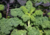 Comprar semente de couve kale, plantar semente de couve kale no jardim, plantar semente de couve no vaso, comprar sementes de vários tipos de couve, comprar semente de couve no Armazém da Roça