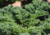 Comprar semente de couve kale, plantar semente de couve kale no jardim, plantar semente de couve no vaso, comprar sementes de vários tipos de couve, comprar semente de couve no Armazém da Roça