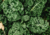 Comprar semente de couve kale, plantar semente de couve kale no jardim, plantar semente de couve no vaso, comprar sementes de vários tipos de couve, comprar semente de couve no Armazém da Roça