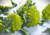 Comprar semente de couve romanesco, plantar semente de couve romanesco em vaso, plantar couve romanesco na horta, plantar sementes de couve romanesco no jardim, comprar sementes de couve