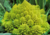 Comprar semente de couve romanesco, plantar semente de couve romanesco em vaso, plantar couve romanesco na horta, plantar sementes de couve romanesco no jardim, comprar sementes de couve