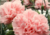 Comprar sementes de lindos cravos, semente de flores exóticas, sementes em promoção, semente de Cravo rosa, sementes para presente, plantar sementes de cravo rosa no jardim, plantar sementes de cravo no vaso