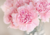Comprar sementes de lindos cravos, semente de flores exóticas, sementes em promoção, semente de Cravo rosa, sementes para presente, plantar sementes de cravo rosa no jardim, plantar sementes de cravo no vaso