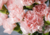 Comprar sementes de lindos cravos, semente de flores exóticas, sementes em promoção, semente de Cravo rosa, sementes para presente, plantar sementes de cravo rosa no jardim, plantar sementes de cravo no vaso