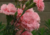 Comprar sementes de lindos cravos, semente de flores exóticas, sementes em promoção, semente de Cravo rosa, sementes para presente, plantar sementes de cravo rosa no jardim, plantar sementes de cravo no vaso