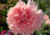 Comprar sementes de lindos cravos, semente de flores exóticas, sementes em promoção, semente de Cravo rosa, sementes para presente, plantar sementes de cravo rosa no jardim, plantar sementes de cravo no vaso