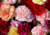 Comprar sementes de flores em promoção, semente de cravo gigante, plantar sementes de cravo no quintal, comprar sementes de flores diversas, plantar semente de  cravo no vaso, comprar sementes de cravo gigante, plantar semente de cravo na calçada, comprar