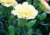 Comprar sementes de flores em promoção, semente de cravo gigante, plantar sementes de cravo no quintal, comprar sementes de flores diversas, plantar semente de  cravo no vaso, comprar sementes de cravo gigante, plantar semente de cravo na calçada, comprar