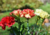 Comprar sementes de flores em promoção, semente de cravo gigante, plantar sementes de cravo no quintal, comprar sementes de flores diversas, plantar semente de  cravo no vaso, comprar sementes de cravo gigante, plantar semente de cravo na calçada, comprar