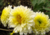 comprar semente de crisântemo, semente de crisântemo amarelo, semente de crisântemo dobrado, semente de flor, semente de flores diferentes, semente de flor rara, comprar semente de flor, comprar 
