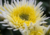comprar semente de crisântemo, semente de crisântemo amarelo, semente de crisântemo dobrado, semente de flor, semente de flores diferentes, semente de flor rara, comprar semente de flor, comprar 