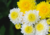 comprar semente de crisântemo, semente de crisântemo amarelo, semente de crisântemo dobrado, semente de flor, semente de flores diferentes, semente de flor rara, comprar semente de flor, comprar 