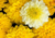 comprar semente de crisântemo, semente de crisântemo amarelo, semente de crisântemo dobrado, semente de flor, semente de flores diferentes, semente de flor rara, comprar semente de flor, comprar 