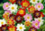 Sementes de Dália em promoção, plantar sementes de dália no vaso, plantar dália no jardim, sementes de flores diferentes, sementes de flores raras, comprar sementes de flores lindas