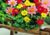 Sementes de Dália em promoção, plantar sementes de dália no vaso, plantar dália no jardim, sementes de flores diferentes, sementes de flores raras, comprar sementes de flores lindas