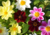Sementes de Dália em promoção, plantar sementes de dália no vaso, plantar dália no jardim, sementes de flores diferentes, sementes de flores raras, comprar sementes de flores lindas