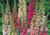 semente de dedaleira flor de gloxínia, semente de flor de gloxínia, semente de dedaleira, comprar semente de flor diferente, semente de flor bonita, semente de flor rara, plantar semente de flor para jardim