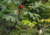 Embaúba Verde, com fundo montanhoso e denso de floresta tropical.  Sementes de embaúba verde, onde comprar sementes de embaúba verde, onde comprar semente de embaúba
