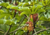 Embaúba Verde, com fundo montanhoso e denso de floresta tropical.  Sementes de embaúba verde, onde comprar sementes de embaúba verde, onde comprar semente de embaúba