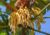 Embaúba Verde, com fundo montanhoso e denso de floresta tropical.  Sementes de embaúba verde, onde comprar sementes de embaúba verde, onde comprar semente de embaúba