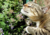 Sementes de erva dos gatos, comprar semente de erva dos felinos, sementes de erva de gato, plantar semente de erva de gato, semente de erva do gato, plantar semente de erva de gatos no jardim