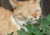 Sementes de erva dos gatos, comprar semente de erva dos felinos, sementes de erva de gato, plantar semente de erva de gato, semente de erva do gato, plantar semente de erva de gatos no jardim