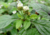 Semente de Erva Doce dos Astecas (Phyla scaberrima ou Lippia dulcis) - Armazém da Roça | Sementes, plantas e presentes