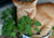 Sementes de erva dos gatos, comprar semente de erva dos felinos, sementes de erva de gato, plantar semente de erva de gato, semente de erva do gato, plantar semente de erva de gatos no jardim