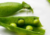Comprar sementes de ervilha, semente de ervilha, sementes de ervilha em promoção, semente de ervilha, sementes para presente, plantar semente de ervilha no jardim, plantar sementes de ervilha no vaso, comprar sementes de ervilha no Armazém da Roça