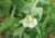 Comprar sementes de ervilha, semente de ervilha, sementes de ervilha em promoção, semente de ervilha, sementes para presente, plantar semente de ervilha no jardim, plantar sementes de ervilha no vaso, comprar sementes de ervilha no Armazém da Roça