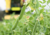 Comprar sementes de ervilha, semente de ervilha, sementes de ervilha em promoção, semente de ervilha, sementes para presente, plantar semente de ervilha no jardim, plantar sementes de ervilha no vaso, comprar sementes de ervilha no Armazém da Roça