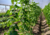 Comprar sementes de ervilha, semente de ervilha, sementes de ervilha em promoção, semente de ervilha, sementes para presente, plantar semente de ervilha no jardim, plantar sementes de ervilha no vaso, comprar sementes de ervilha no Armazém da Roça