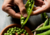 Comprar sementes de ervilha, semente de ervilha, sementes de ervilha em promoção, semente de ervilha, sementes para presente, plantar semente de ervilha no jardim, plantar sementes de ervilha no vaso, comprar sementes de ervilha no Armazém da Roça