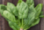 semente de espinafre, semente de espinafre de viroflay, semente de espinafre viroflay, comprar sementes de hortaliças, sementes para horta, comprar semente de espinafre, comprar semente de espinafre de viroflay